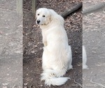 Small Photo #5 Great Pyrenees Puppy For Sale in LA PLATA, MD, USA
