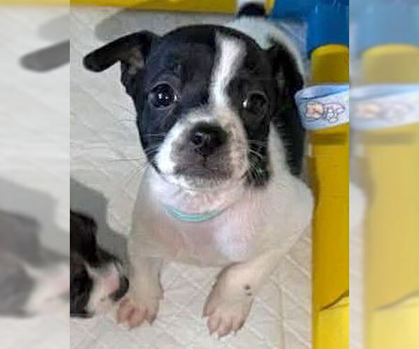 Medium Photo #4 Chihuahua-Unknown Mix Puppy For Sale in Corona, CA, USA