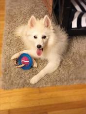 Pomsky Puppy for sale in WHEELERSBURG, OH, USA