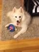 Small Photo #1 Pomsky Puppy For Sale in WHEELERSBURG, OH, USA
