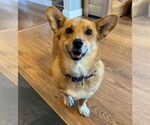 Small #2 Pembroke Welsh Corgi