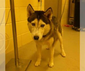Siberian Husky Dogs for adoption in Sanford, FL, USA