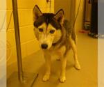 Small Siberian Husky