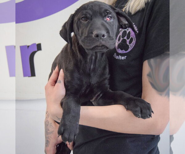 Medium Photo #3 Mutt Puppy For Sale in Huntley, IL, USA