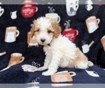 Small #4 Cavapoo (Miniature)