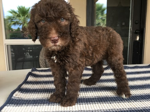 Medium Photo #1 Poodle (Standard) Puppy For Sale in SAINT GEORGE, UT, USA