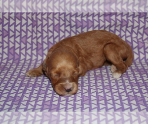 Goldendoodle (Miniature) Puppy for sale in BLMGTN, IN, USA