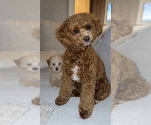 Mother of the Poodle (Miniature) puppies born on 07/09/2026