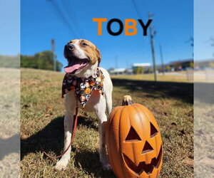 Toby - Male American Pit Bull Terrier-Great Pyrenees Mix Dog for Adoption - Photo #4