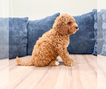 Small #2 Miniature Labradoodle
