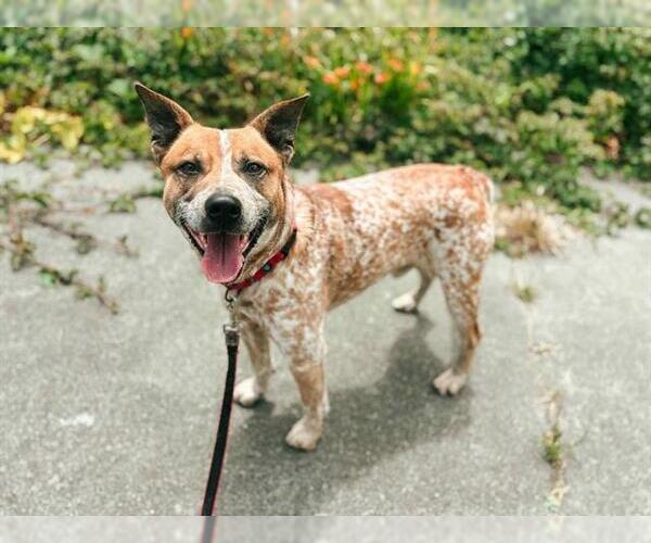 Medium Photo #1 Australian Cattle Dog-Unknown Mix Puppy For Sale in McKinleyville, CA, USA