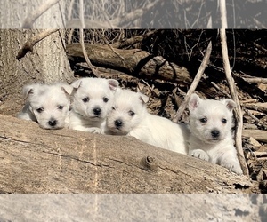 West Highland White Terrier Puppy for sale in ELLINWOOD, KS, USA