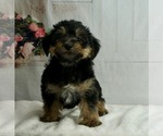 Small #1 Poodle (Toy)-Yorkshire Terrier Mix