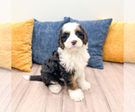 Small Photo #5 Bernedoodle (Miniature) Puppy For Sale in DUNDEE, OH, USA