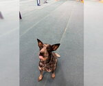 Small #4 Mutt
