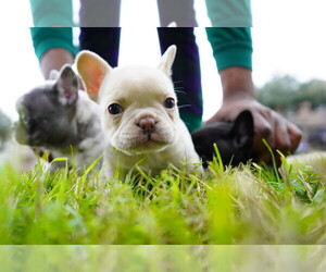 French Bulldog Puppy for Sale in KATY, Texas USA