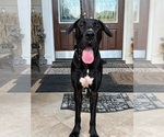 Small Photo #1 Great Dane Puppy For Sale in CANTONMENT, FL, USA