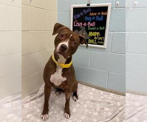 Mutt Dogs for adoption in Brighton, CO, USA