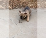 Small #2 French Bulldog