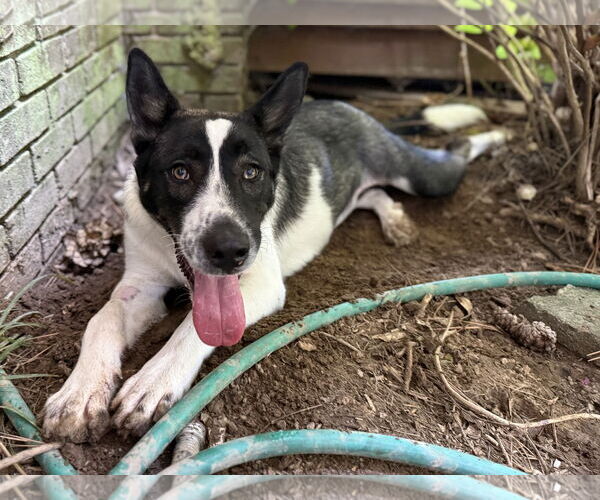 Medium Photo #3 Shollie Puppy For Sale in Texarkana, TX, USA