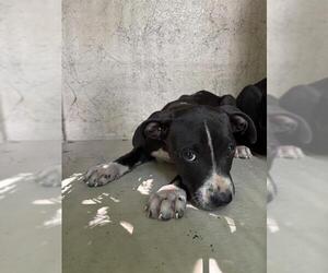 American Pit Bull Terrier-Unknown Mix Dogs for adoption in Oklahoma City, OK, USA