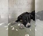 Small American Pit Bull Terrier Mix