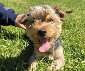 Yorkshire Terrier Puppy for sale in NILES, MI, USA