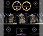 Small Photo #75 Poodle (Miniature) Puppy For Sale in WARSAW, IN, USA