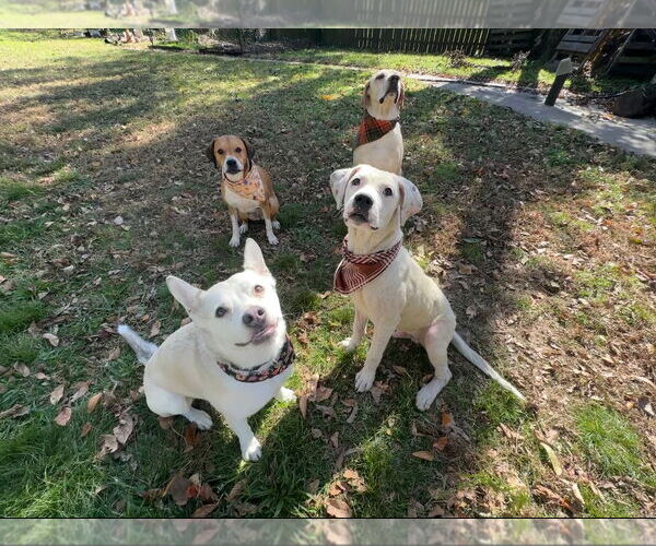 Medium Photo #2 American Bulldog-Unknown Mix Puppy For Sale in Rockaway, NJ, USA