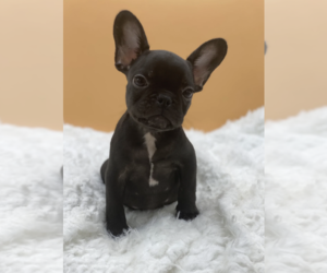 French Bulldog Puppy for sale in ATHERTON, CA, USA
