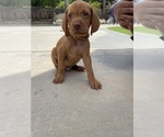 Small Photo #18 Vizsla Puppy For Sale in BAKERSFIELD, CA, USA
