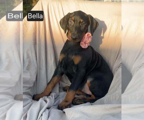 Medium Photo #7 Doberman Pinscher Puppy For Sale in POMEROY, OH, USA