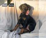 Small Photo #7 Doberman Pinscher Puppy For Sale in POMEROY, OH, USA