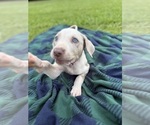 Small #3 Catahoula Leopard Dog