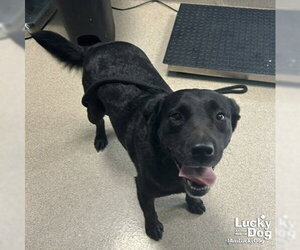 Isles - Female Labrador Retriever-Unknown Mix Dog for Adoption - Photo #2