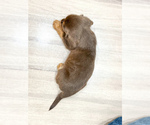 Small #3 Beaglier