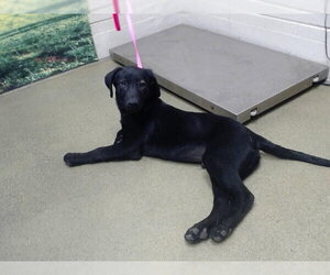 Labrador Retriever-Unknown Mix Dogs for adoption in Moreno Valley, CA, USA