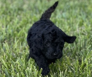 Goldendoodle Puppy for sale in HUTCHINSON, KS, USA