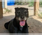 Small #5 American Pit Bull Terrier-Labrador Retriever Mix