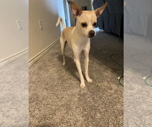 Chihuahua Dogs for adoption in FRAMINGHAM, MA, USA