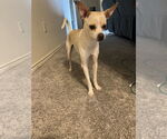 Small Chihuahua