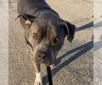 Small #13 American Pit Bull Terrier Mix