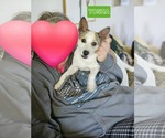 Small #4 Rat Terrier-Shiba Inu Mix