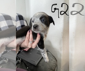 American Pit Bull Terrier-Australian Cattle Dog Mix Puppy for sale in FAIRVIEW, WA, USA