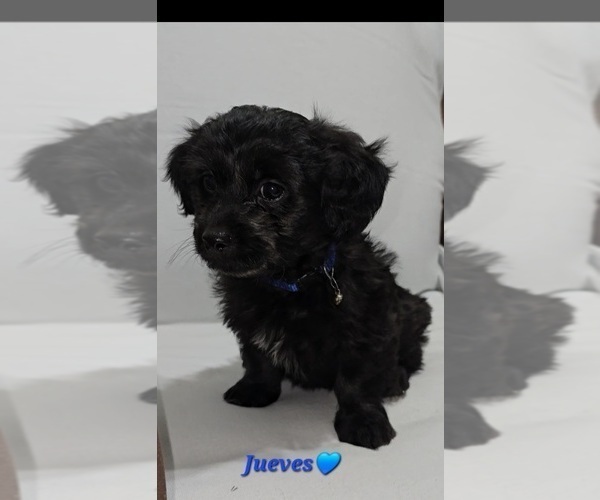 Medium Photo #5 Shih-Poo Puppy For Sale in CHARLOTTE, NC, USA