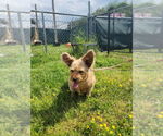 Small #3 Mutt