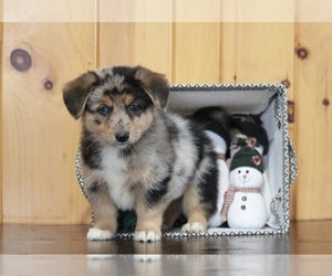 German Shepherd Dog-Welsh Cardigan Corgi Mix Puppy for sale in APPLE CREEK, OH, USA
