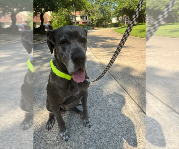 Medium Photo #2 Great Dane Puppy For Sale in Bullard, TX, USA