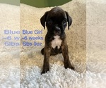 Puppy Blue Girl Boxer