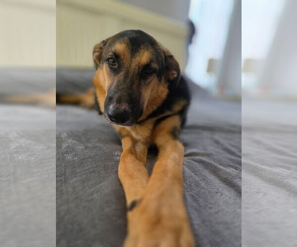 Medium Photo #12 German Shepherd Dog Puppy For Sale in Lighthouse Point, FL, USA